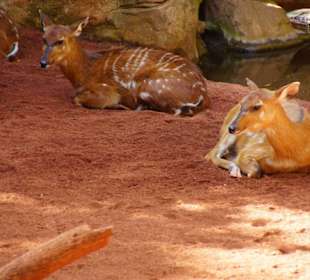 Schöner Stadt Zoo Fuengirola
