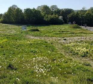 Römischer Vicus Eisenberg in Eisenberg (Pfalz)