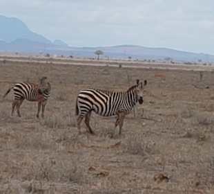 Tsavo Ost und West Safari