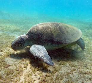 Schnorcheln Abu Dabbab