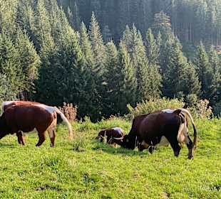 Wandern Ellmau am Wilden Kaiser