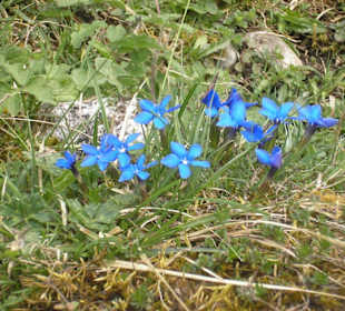 Blumen am Wegesrand zur Saletalm