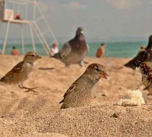 Spatzenfütterung am Strand