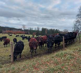 Angusherde Herzogsägmühle