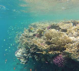 Korallen & Jungfische
