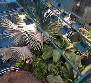 Im Tropenhaus des Schokoladenmuseums