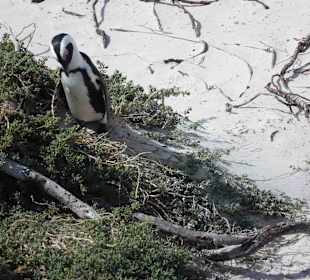Boulders Beach