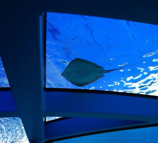 Rochen auf dem Acryltunnel des Gran Azul