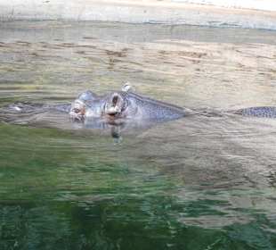 Hippo