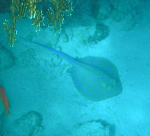 Blaupunktstachelrochen