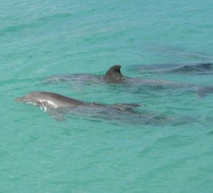 Dolphin Cove bei Ocho Rios