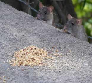 Buffet zu Mittag am Tappeinerweg