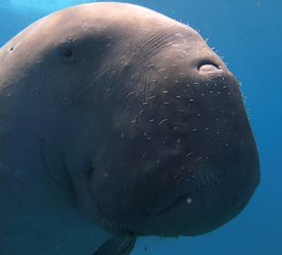 Schnorcheln Hurghada