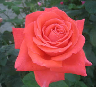 Eine Rose