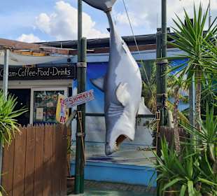 Sharky's Großkoschen