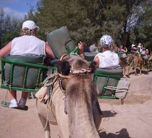Oasispark - Kamelreiten