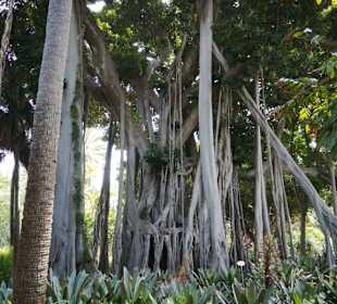 Botanischer Garten Puerto de la Cruz