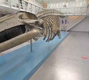 Rundgang durch das Zoologische Museum Kiel