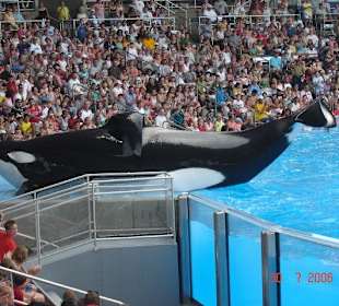 Shamu-Show in Sea World Orlando
