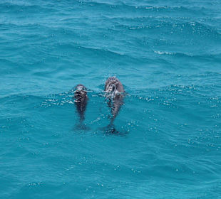 Ausflug zum "Dolphin House"