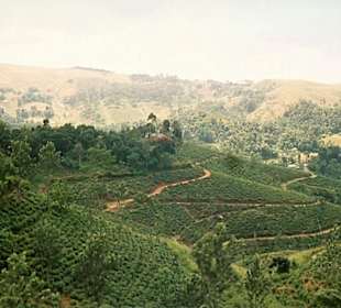 Nuwara Eliya