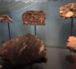 Museum der Naturkunde
