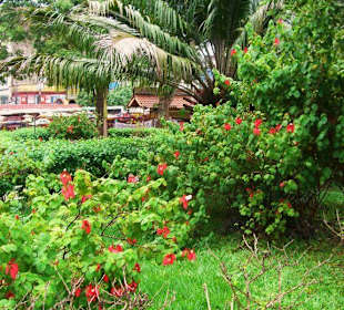 Tropischer Park