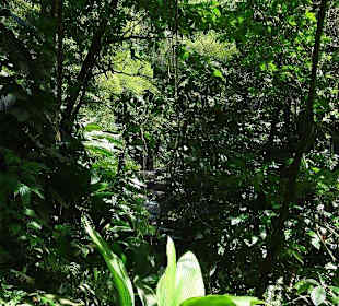 Regenwaldfeeling pur