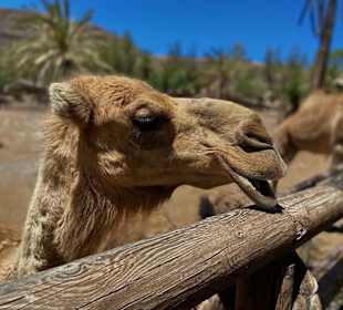 Oasis Wildlife Fuerteventura
