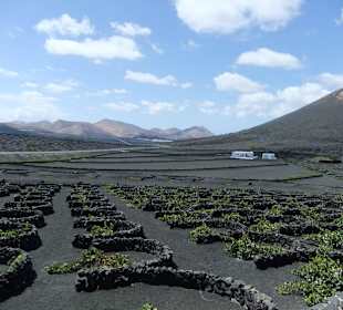 Wycieczka fakultatywna - uprawa winorośli El Grifo