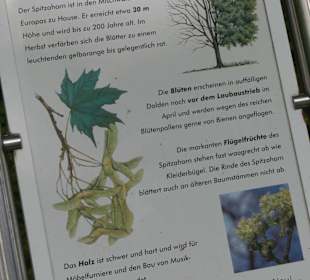 Spitzahorn