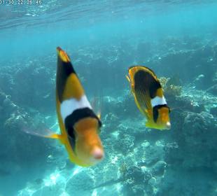 Schnorcheln Sahl Hasheesh
