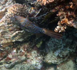 Schnorcheln Marsa Alam