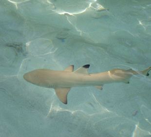 Achtung Haie!