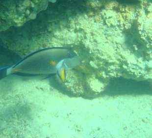 Beim schnorcheln getroffen