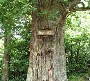 Engelseiche