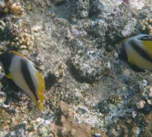 Poissons