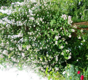 Kletterrose ganz groß