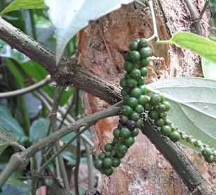 Bali-Dschungel-Früchte