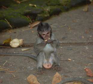 Kleines Äffchen