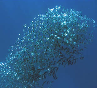 Fischschwarm am Hausriff Hotel Jaz Solaya Resort