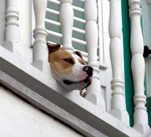 Stiller Zuschauer über der Terrasse des "Ginger"