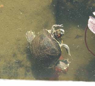 Tartaruga nel laghetto del museo