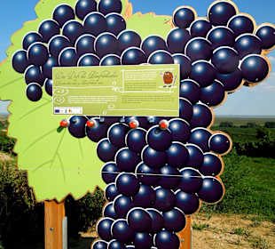 Weintraube