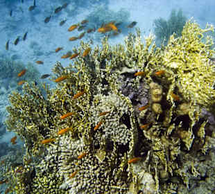 Viel Leben im Wasser