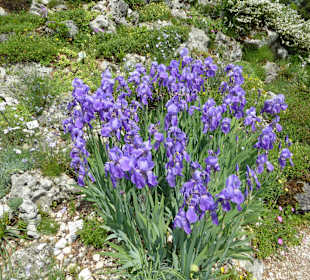 Botanischer Garten München