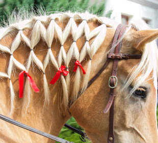 Almabtrieb