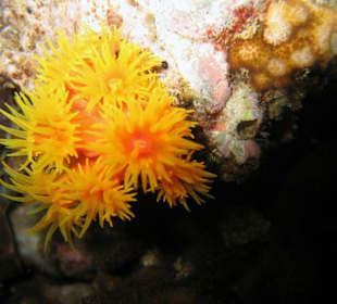 Tauchen bei Racha Island