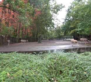 Tierpark