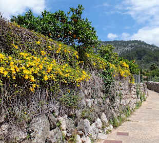 Weg ins Dorf in Blütentracht
